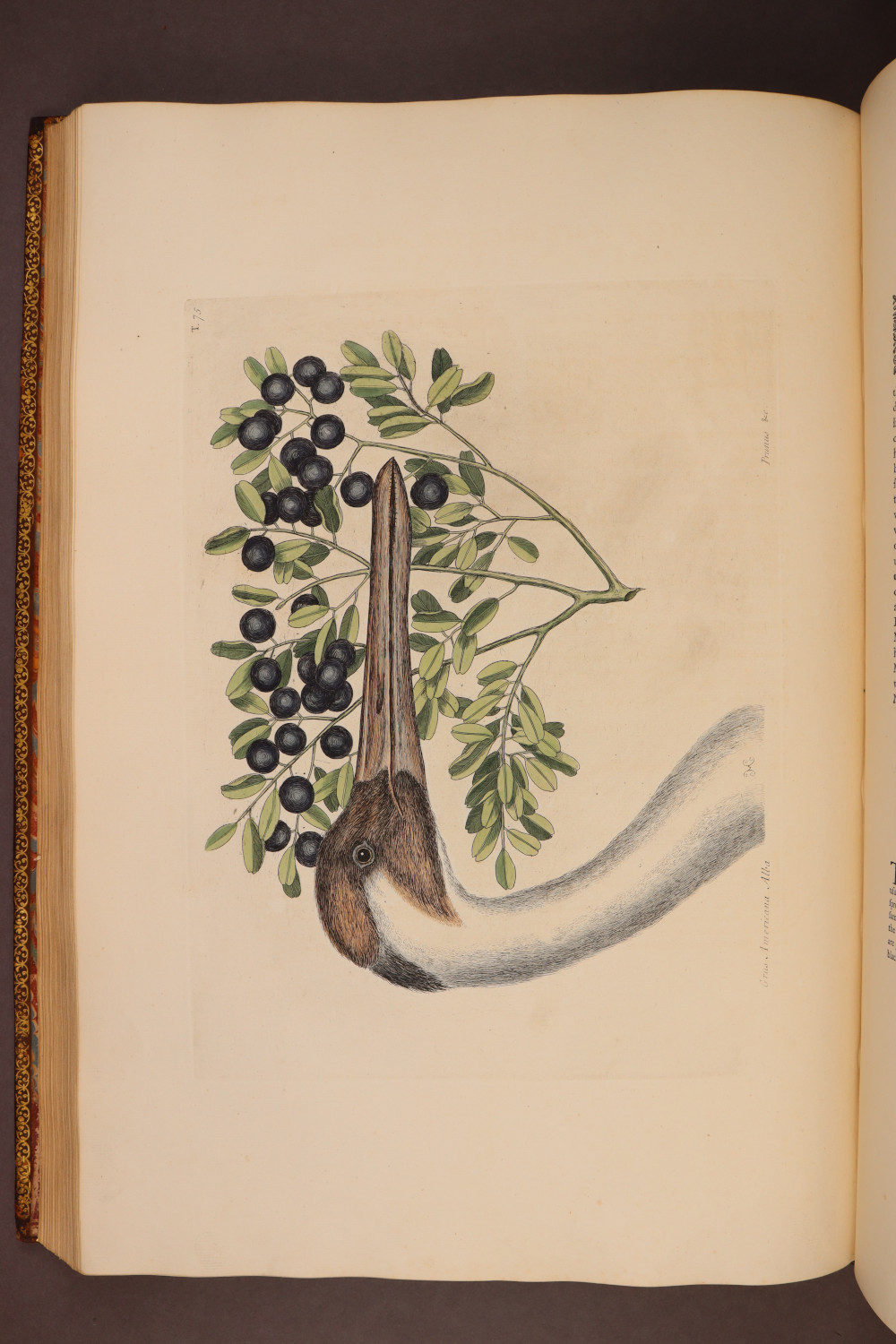 Plate 75